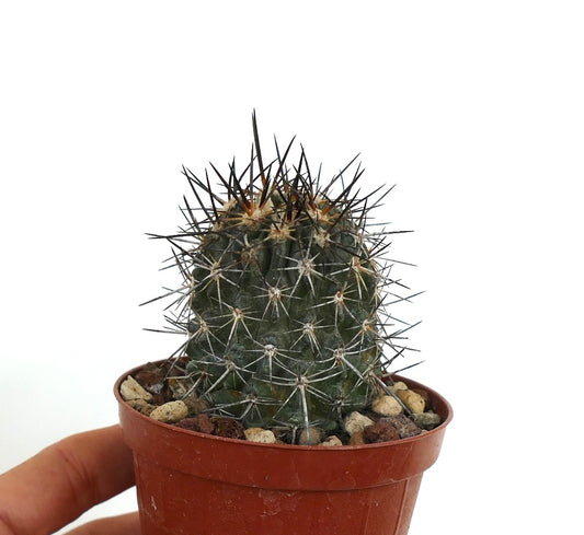 Copiapoa atacamensis small cactus with dense sharp black and white spines in pot