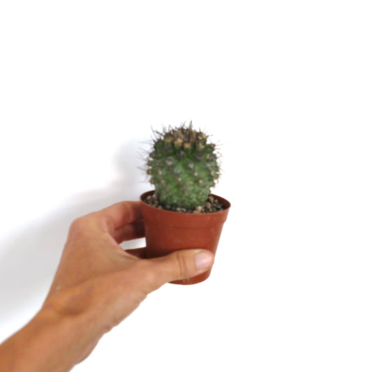 Copiapoa atacamensis small green cactus with dense spines in a brown pot held by hand