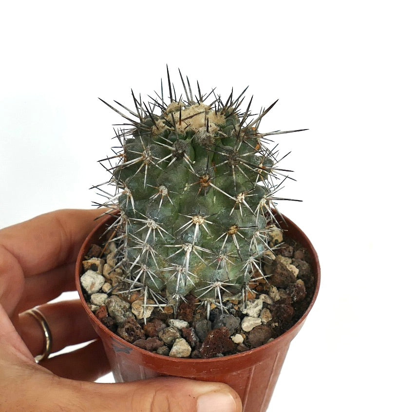 Copiapoa atacamensis pequeño cactus verde con espinas densas y afiladas en maceta de terracota