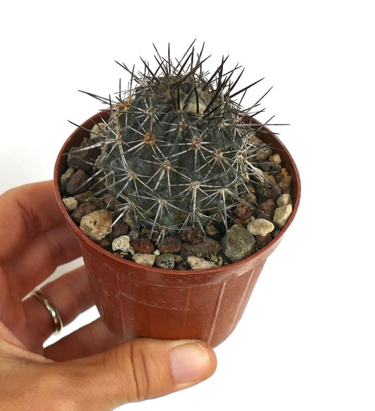Copiapoa atacamensis small round cactus with dense long dark spines in terracotta pot