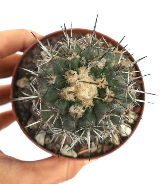 Copiapoa atacamensis small round cactus with dense sharp spines and woolly center in pot