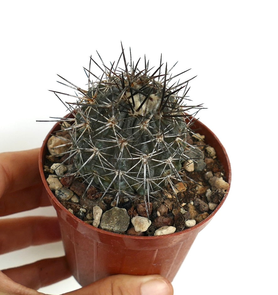 Copiapoa atacamensis pequeño cactus verde oscuro con espinas largas y afiladas en maceta marrón