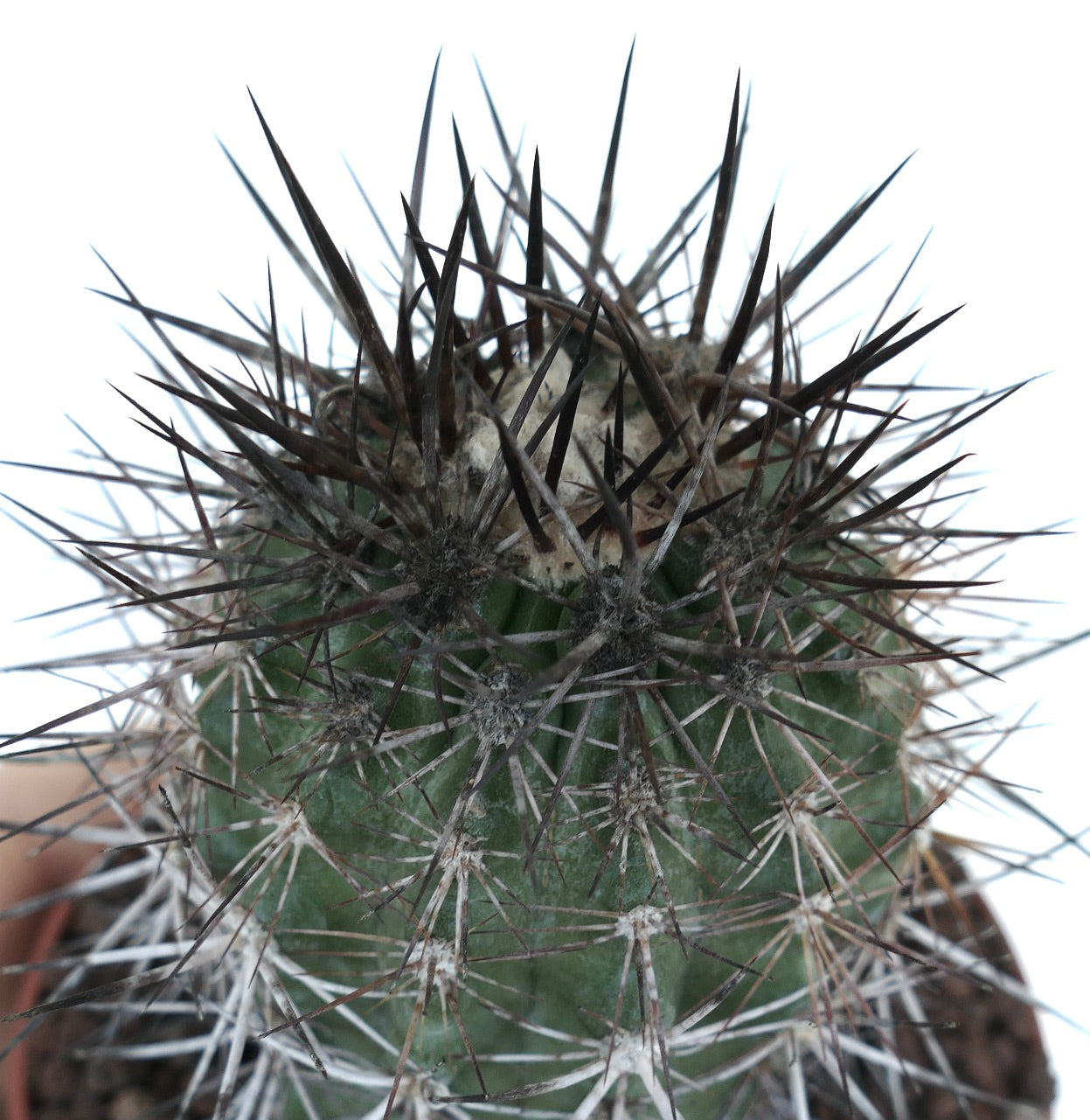 Copiapoa atacamensis-kaktus med tette svarte og hvite pigger på grønn ribbet kropp