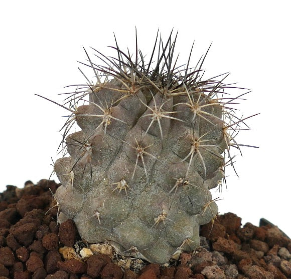 Copiapoa atacamensis cinerea sjelden grå sukkulent kaktus med lange pigger og teksturert overflate