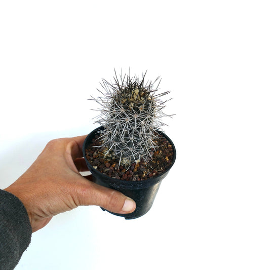 Copiapoa atacamensis small cluster cactus with dense white and dark spines in black pot