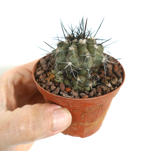 Copiapoa atacamensis small succulent cactus with strong black spines in terracotta pot