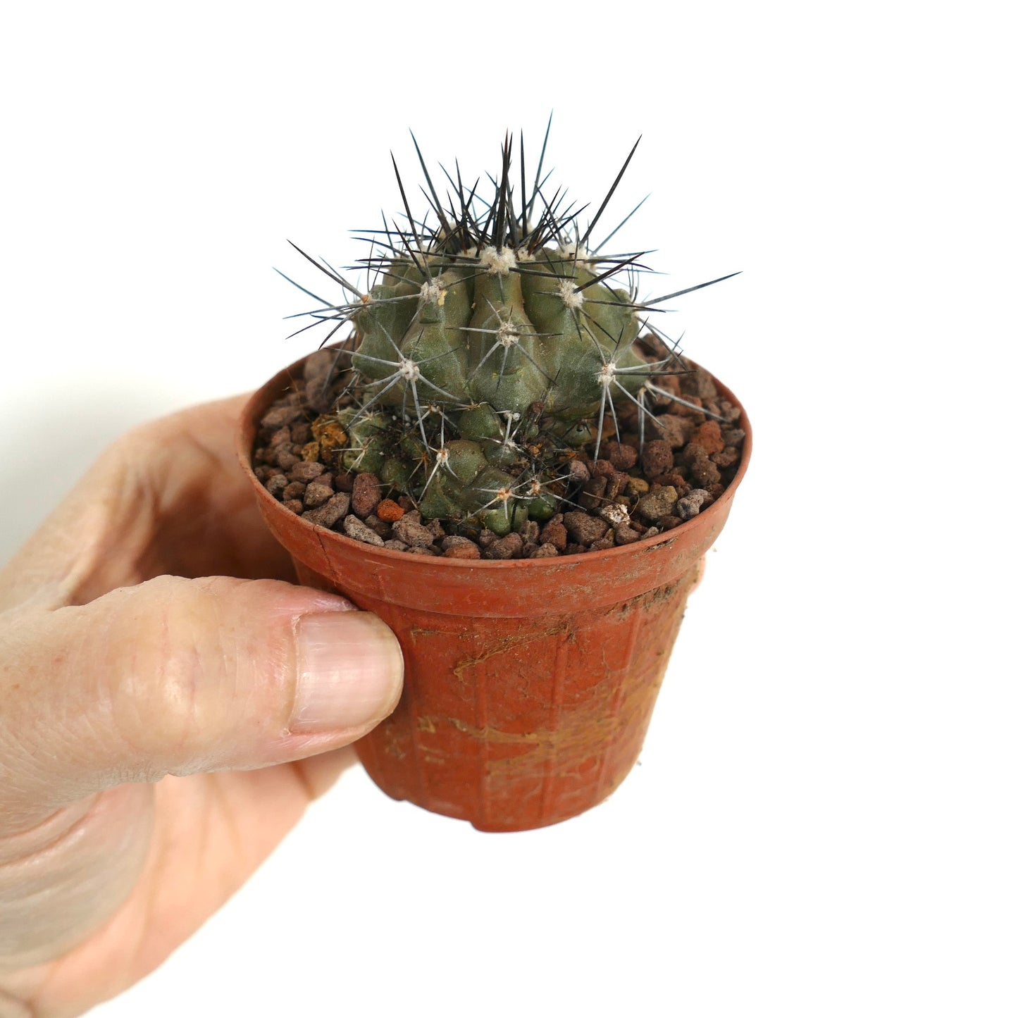 Copiapoa atacamensis small succulent cactus with strong black spines in pot