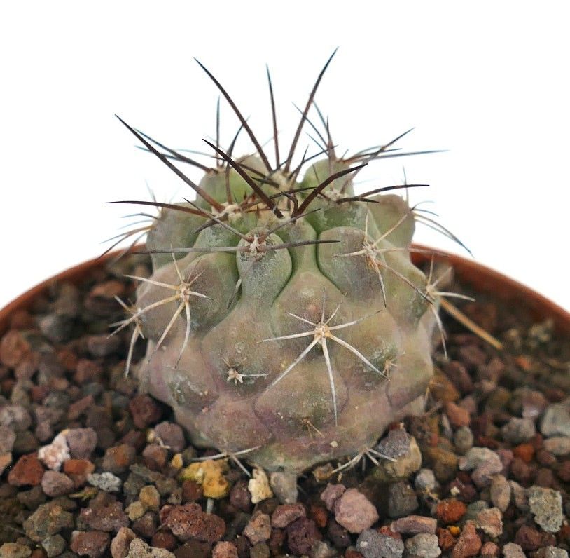 Copiapoa atacamensis succulent cactus with thick spines and rounded gray-green body in rocky soil