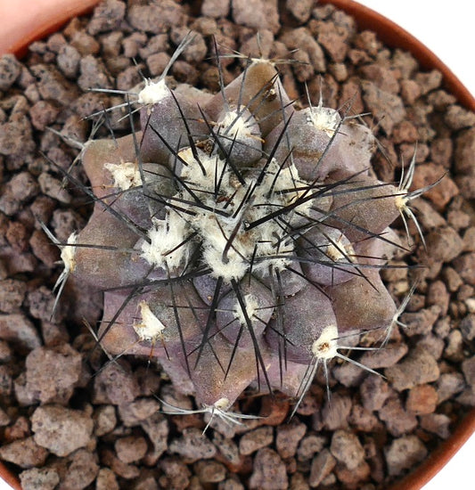 Copiapoa atacamensis X Copiapoa cinerea succulent cactus with thick black spines and woolly areoles