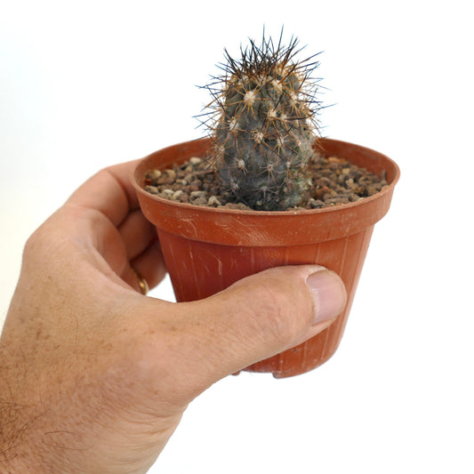 Copiapoa atacamensis X cinerea small succulent cactus with dense brown spines in pot
