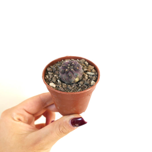 Piccolo cactus viola Copiapoa atacamensis X goldii con spine nere in vaso di terracotta