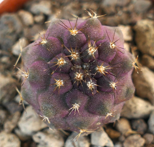 Copiapoa atacamensis sukkulent kaktus med fiolette nyanser og skarpe gyldne torner på steinete jord