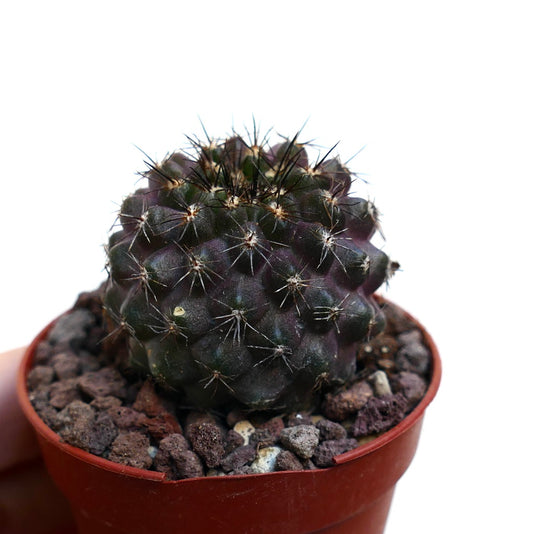 Copiapoa atacamensis X griseoviolacea rare dark purple succulent cactus with sharp spines in pot
