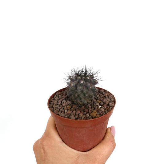 Kleiner dunkelgrüner Kaktus Copiapoa atacamensis x Copiapoa griseoviolacea mit scharfen schwarzen Dornen im Topf