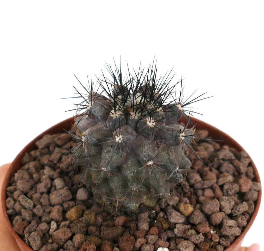 Copiapoa atacamensis x copiapoa griseoviolacea liten mørk sukkulent kaktus med lange svarte pigger i potte