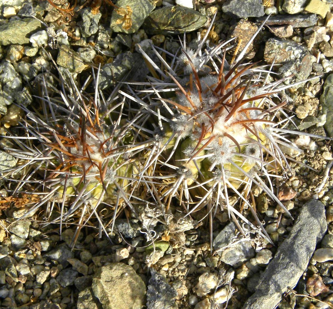 Copiapoa bridgesii small succulent cactus with dense white wool and long brown spines on rocky soil