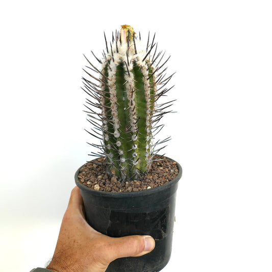 Copiapoa bridgesii vetplant cactus met opvallende zwarte stekels in kleine zwarte pot