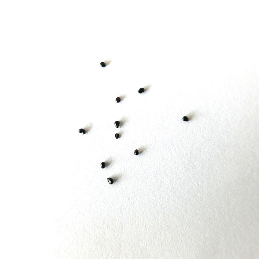 Copiapoa calderana var. magnifica SEEDS