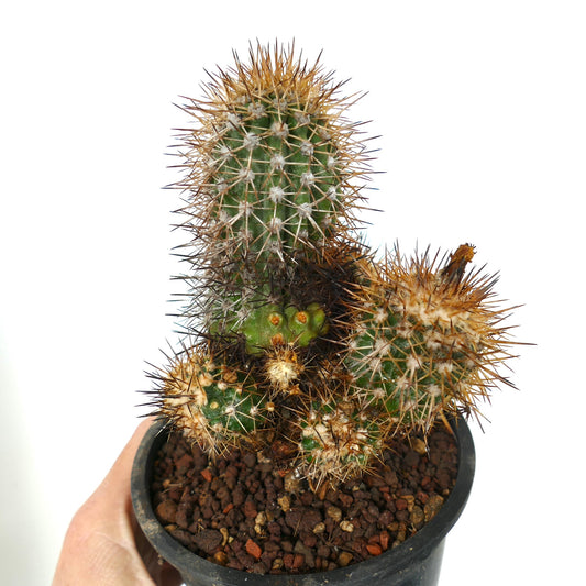 Cactus Copiapoa caldera var. spinosior con espinas doradas densas y tallos verdes segmentados en maceta