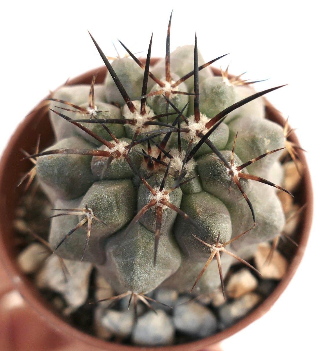 Cacto suculento Copiapoa carrizalensis com nervuras grossas e espinhos longos e escuros em vaso