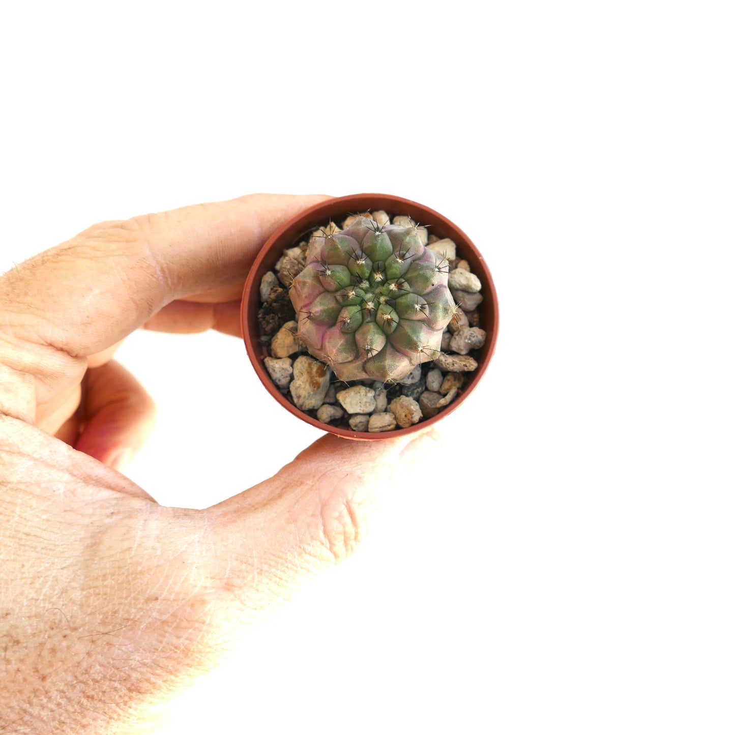 Copiapoa chypogaea X serpentisulcata V910 small round succulent cactus with purple-green ribs and short spines