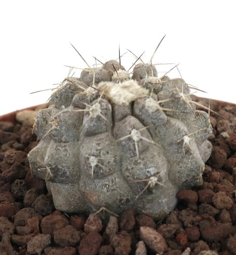 Copiapoa cinera albispina gray succulent cactus with woolly areoles and sharp spines