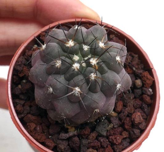 Copiapoa cinerea dark purple succulent cactus with prominent black spines in pot