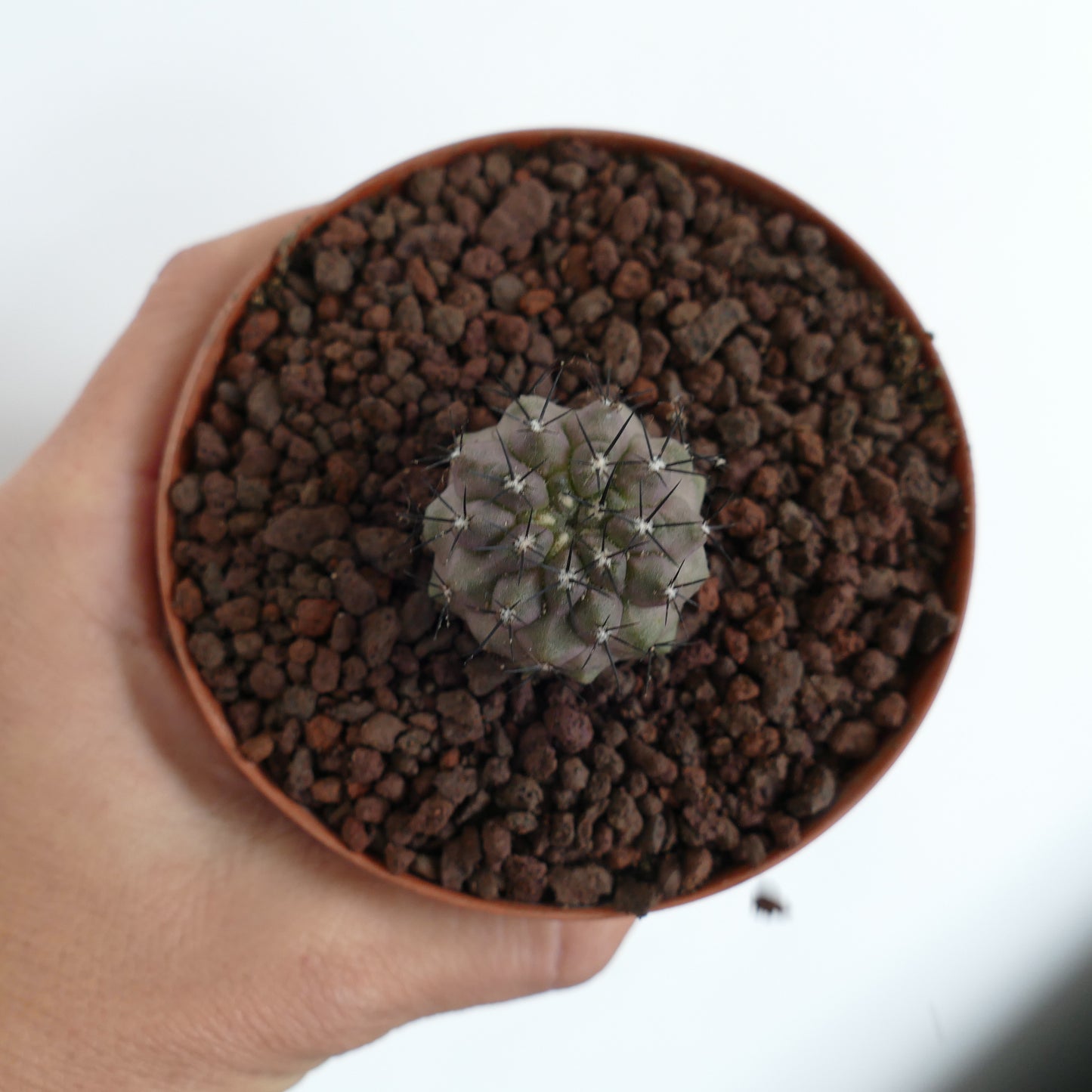 Copiapoa cinerea small round cactus with grayish body and long black spines in pot