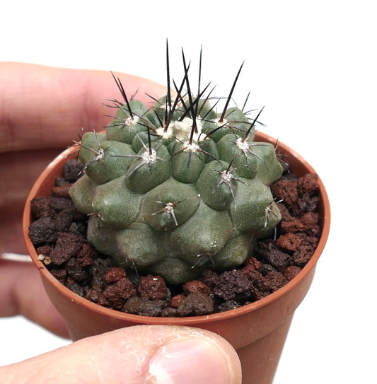 Copiapoa cinerea small succulent cactus with dark sharp spines in terracotta pot