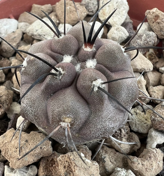 Copiapoa cinerea succulent cactus with thick grayish body and long dark spines on rocky soil