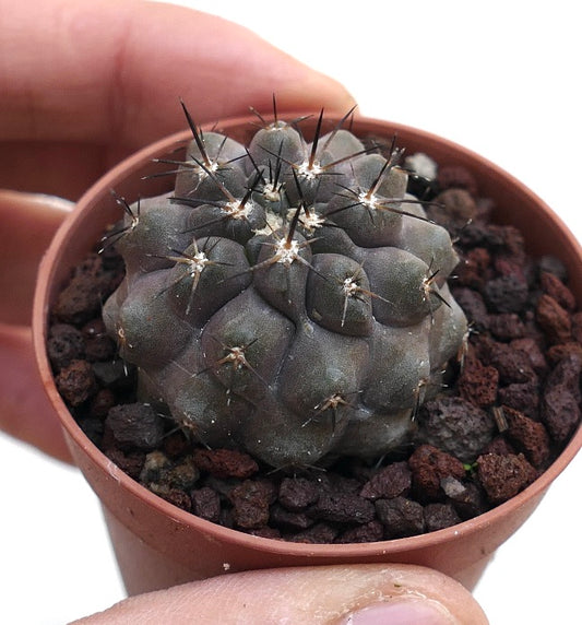 Copiapoa cinerea small gray succulent cactus with black spines in pot