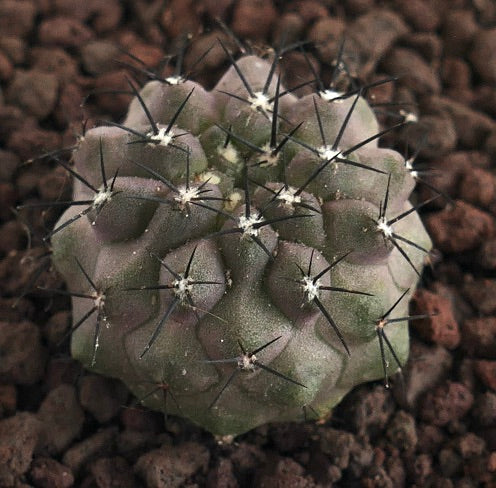 Copiapoa cinerea succulent cactus with thick grayish body and long black spines on rocky soil