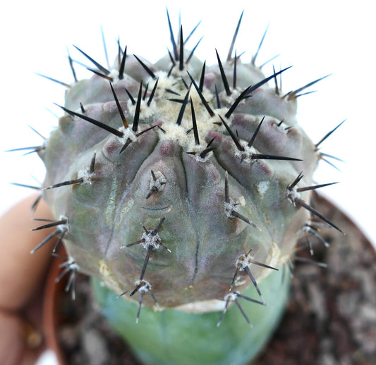 Copiapoa cinerea succulent cactus with dense black spines and grayish-green ribbed body