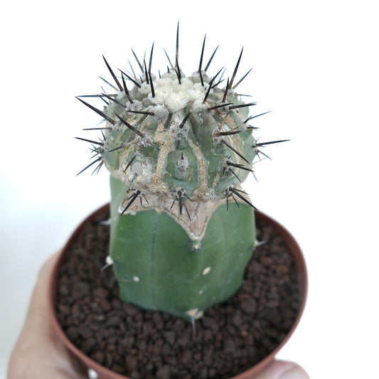 Copiapoa cinerea rare cactus with thick green base and dense black spines on top
