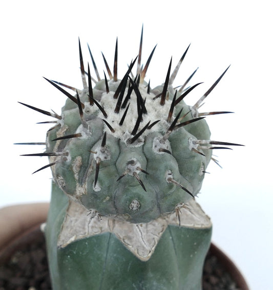 Copiapoa cinerea rare succulent cactus with thick black spines and textured gray-green body