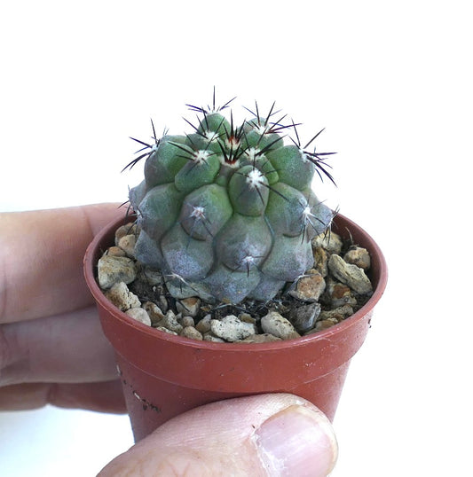 Copiapoa cinerea small succulent cactus with rounded tubercles and dark spines in pot