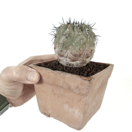 Copiapoa cinerea small round cactus with thick spines in rustic terracotta pot