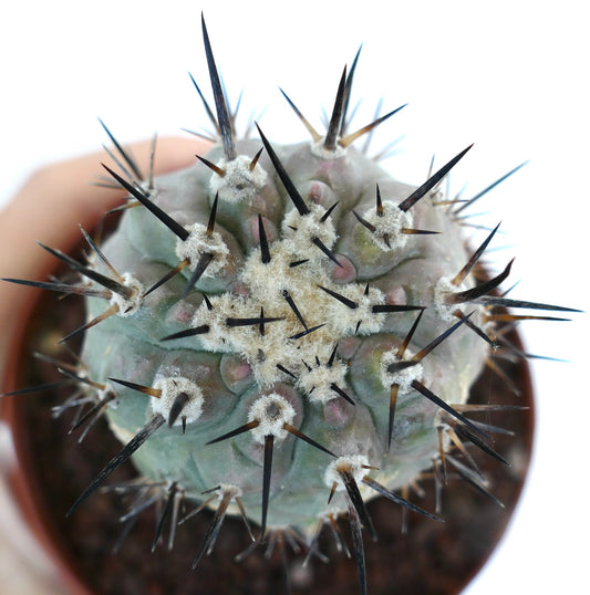 Copiapoa cinerea succulent cactus with dense white wool and long dark spines in pot