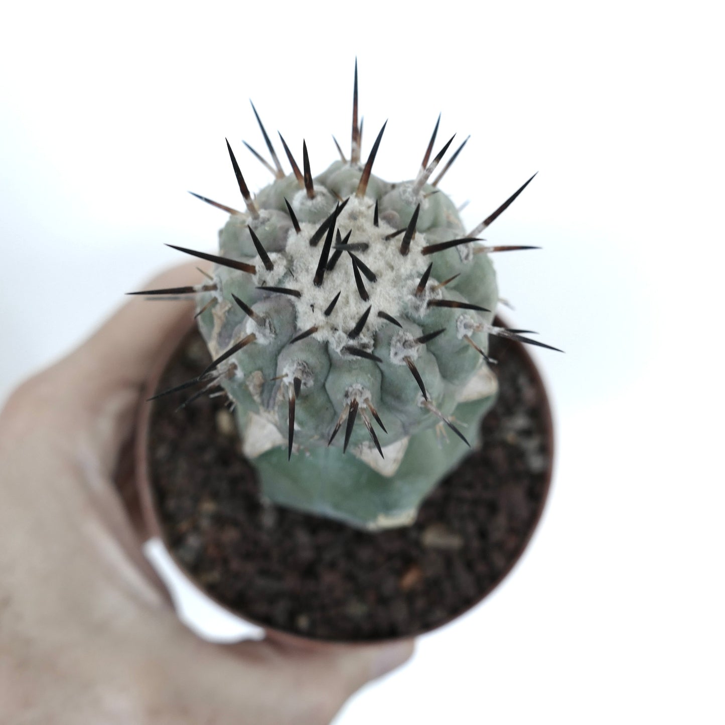 Copiapoa cinerea Sukkulente Kaktus mit dichtem weißem Wollvlies und langen dunklen Stacheln im Topf