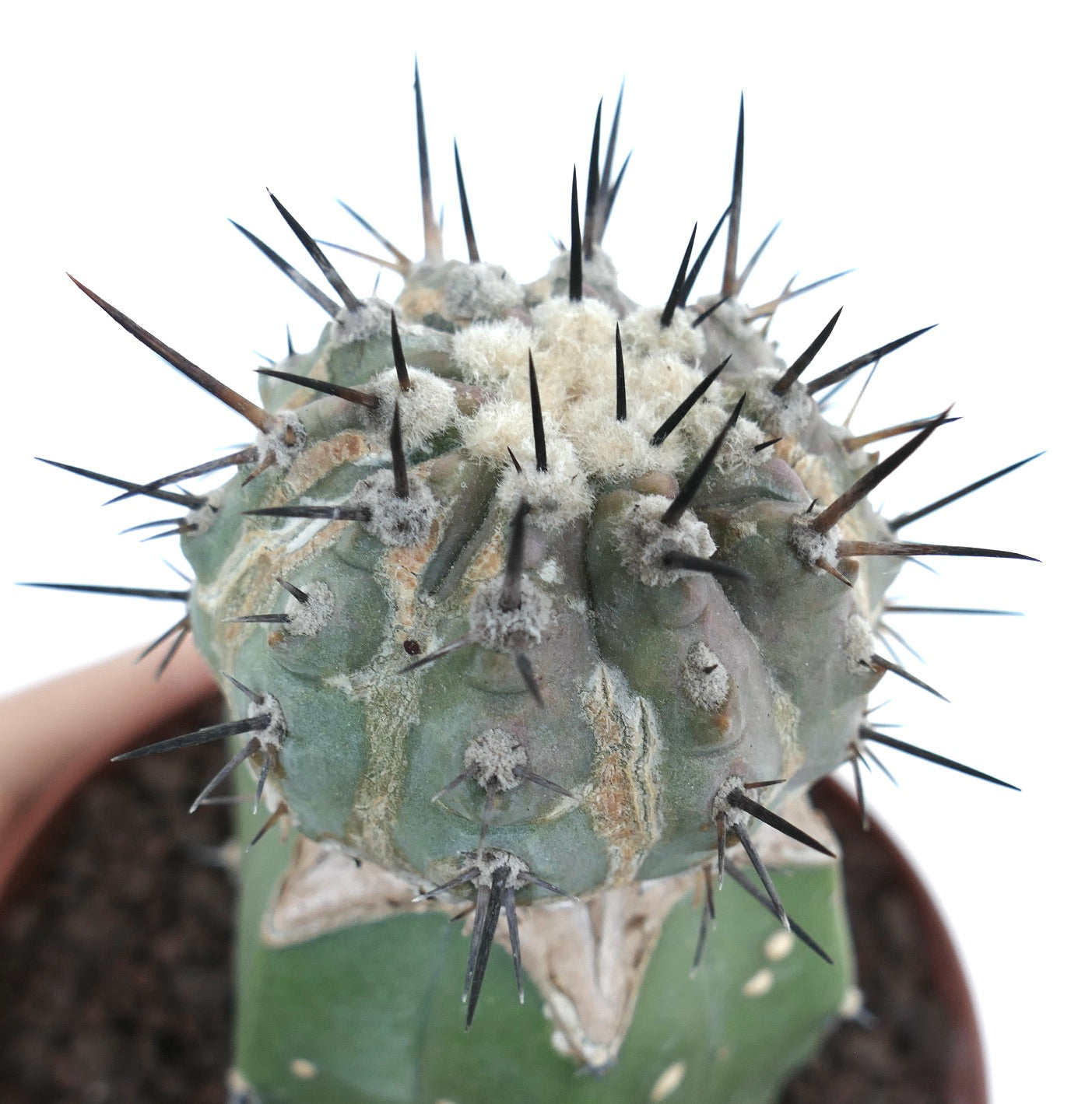 Cacto suculento Copiapoa cinerea com lã branca densa e espinhos longos e afiados pretos