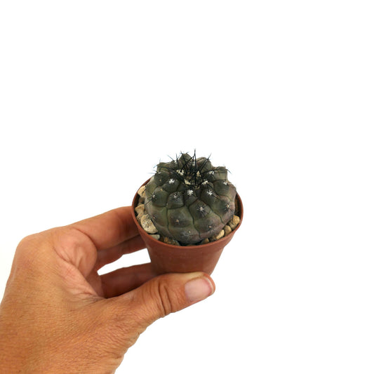 Copiapoa cinerea succulent cactus with dense black spines and rounded gray-green body