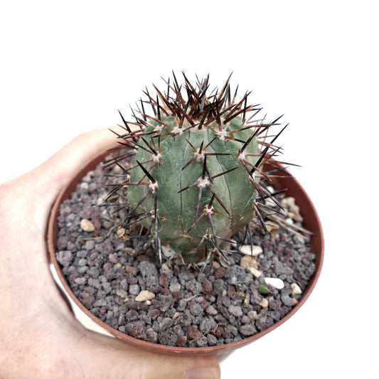 Copiapoa cinerea small round cactus with dense brown spines in terracotta pot