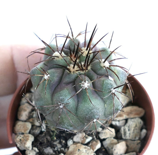 Potted Copiapoa cinerea brown spines form, highlighting its ribbed body with a subtle violet-green hue and upright brown to black spines.