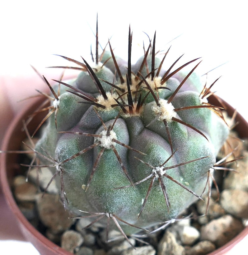 Close-up of Copiapoa cinerea brown spines, displaying its compact spherical shape, woolly areoles, and long contrasting dark brown spines radiating outward.