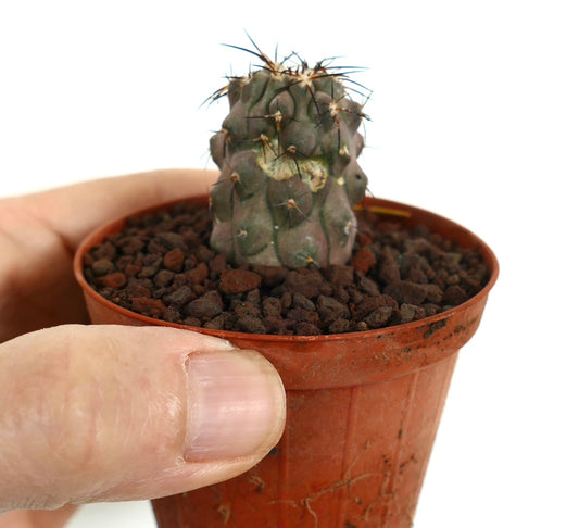 Copiapoa cinerea small succulent cactus with brown spines and textured surface in pot