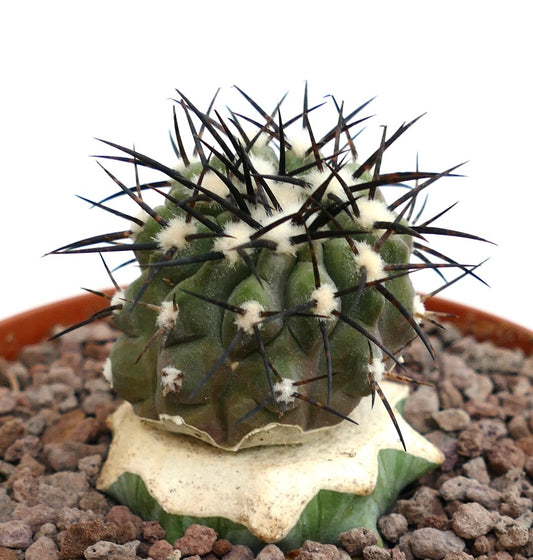 Copiapoa cinerea succulent cactus with dense black spines and woolly areoles in pot