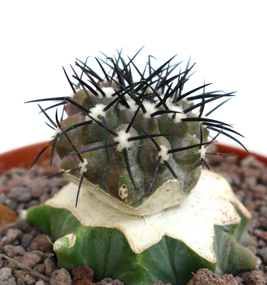 Copiapoa cinerea rare cactus with dark spines and white woolly areoles on green base
