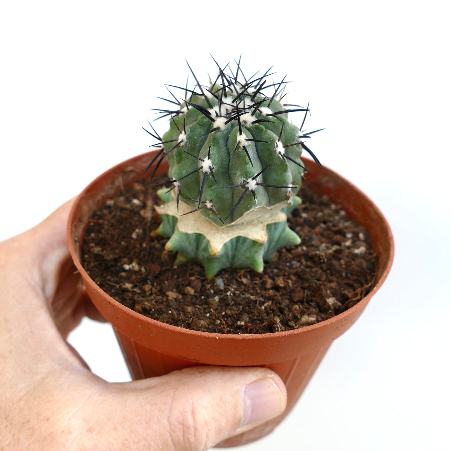 Copiapoa cinerea small succulent cactus with thick white wool and long black spines in pot