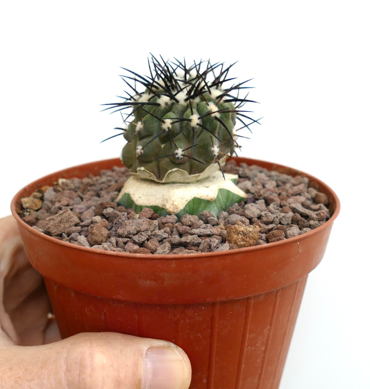 Copiapoa cinerea small succulent cactus with dark spines and textured white base in pot