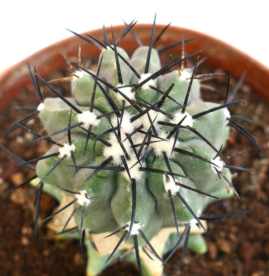 Copiapoa cinerea succulent cactus with thick green body and long sharp black spines